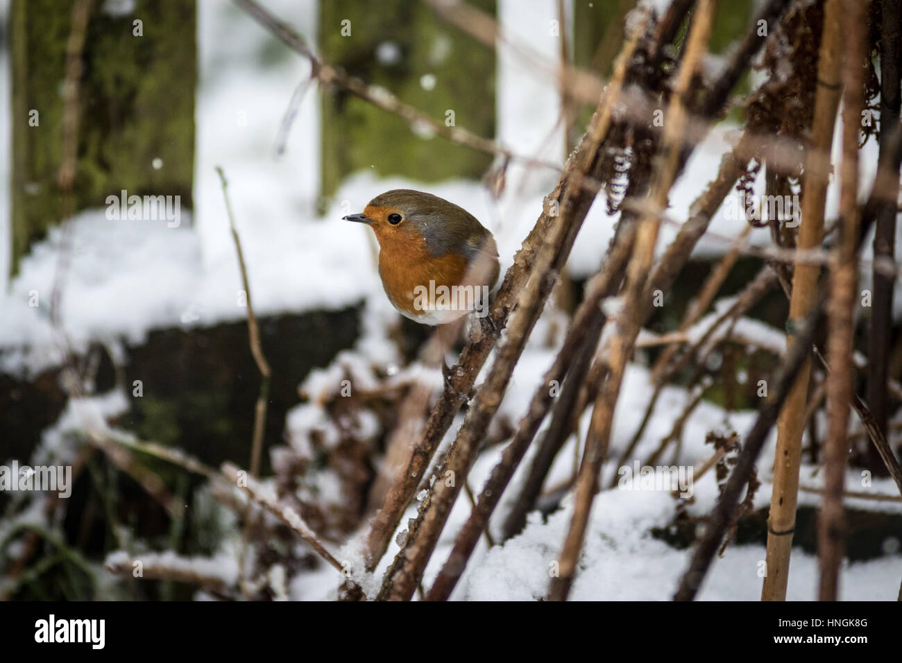 Un robin à la recherche de nourriture dans un jardin du Yorkshire au cours d'une période d'hiver Banque D'Images