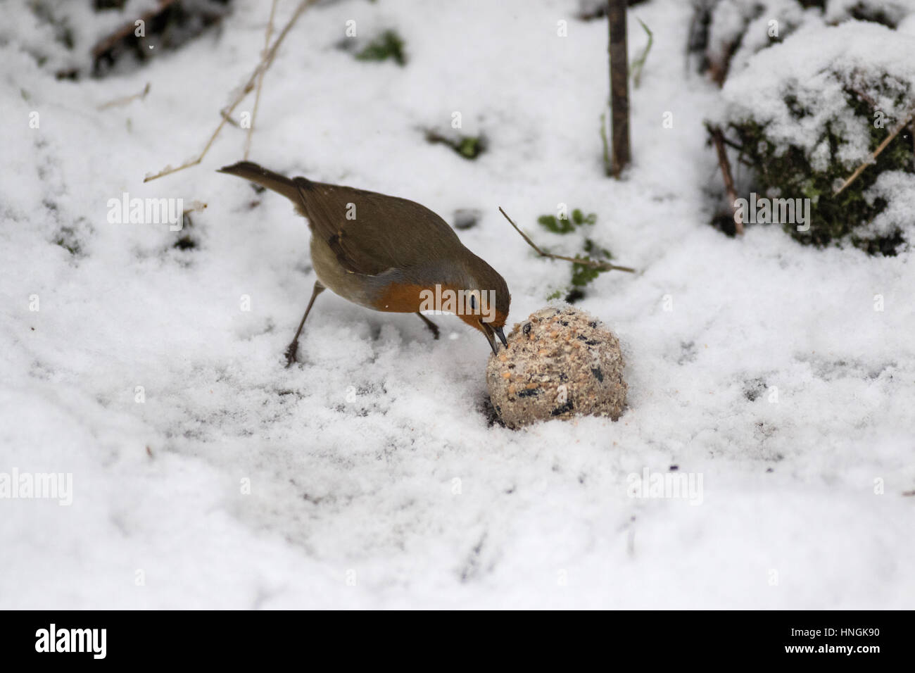 Un robin rss dans un jardin du Yorkshire au cours d'une période d'hiver Banque D'Images