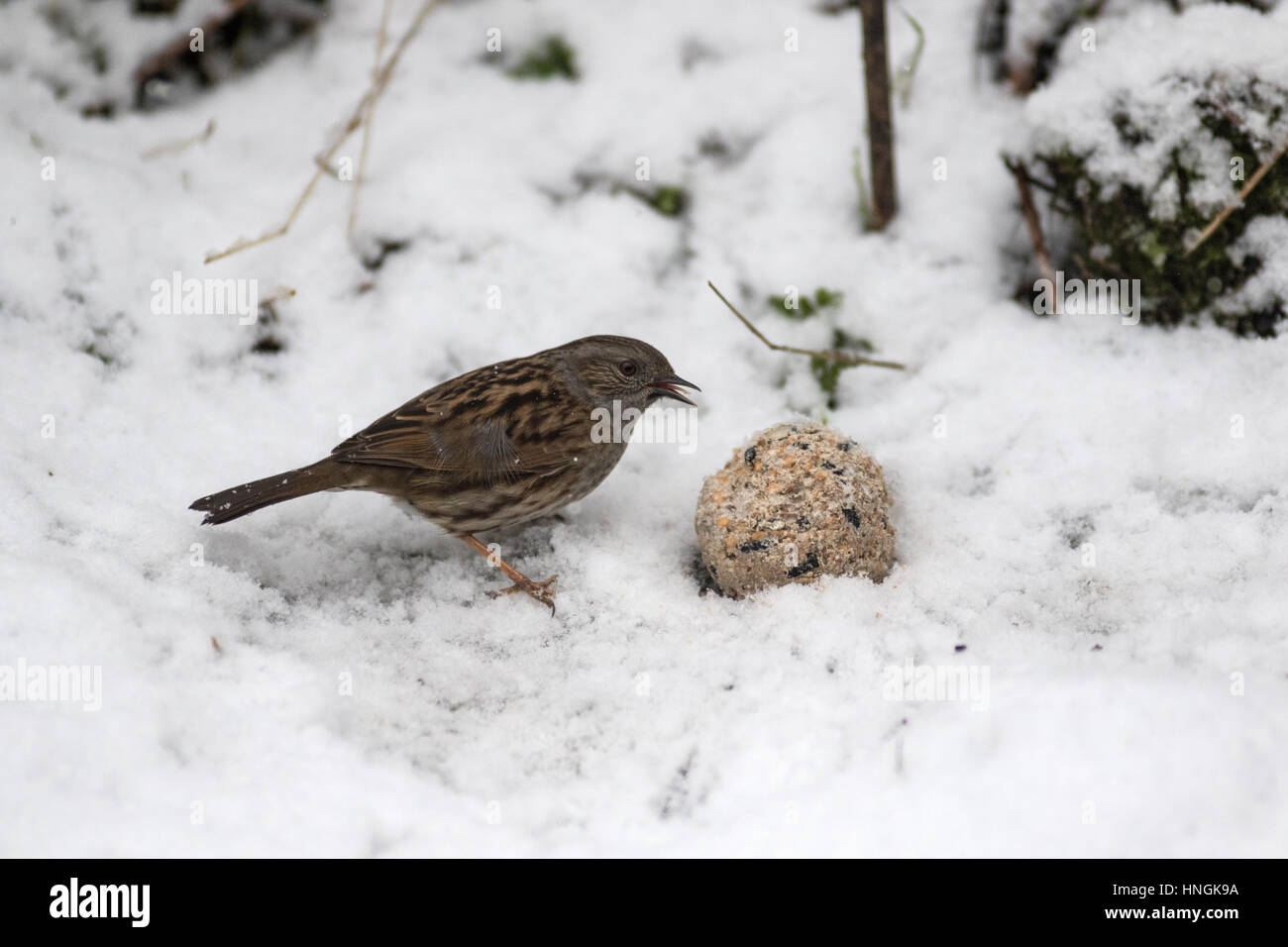 Un nid rss dans un jardin du Yorkshire au cours d'une période d'hiver Banque D'Images