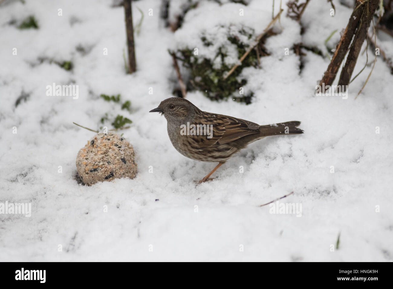 Un nid rss dans un jardin du Yorkshire au cours d'une période d'hiver Banque D'Images