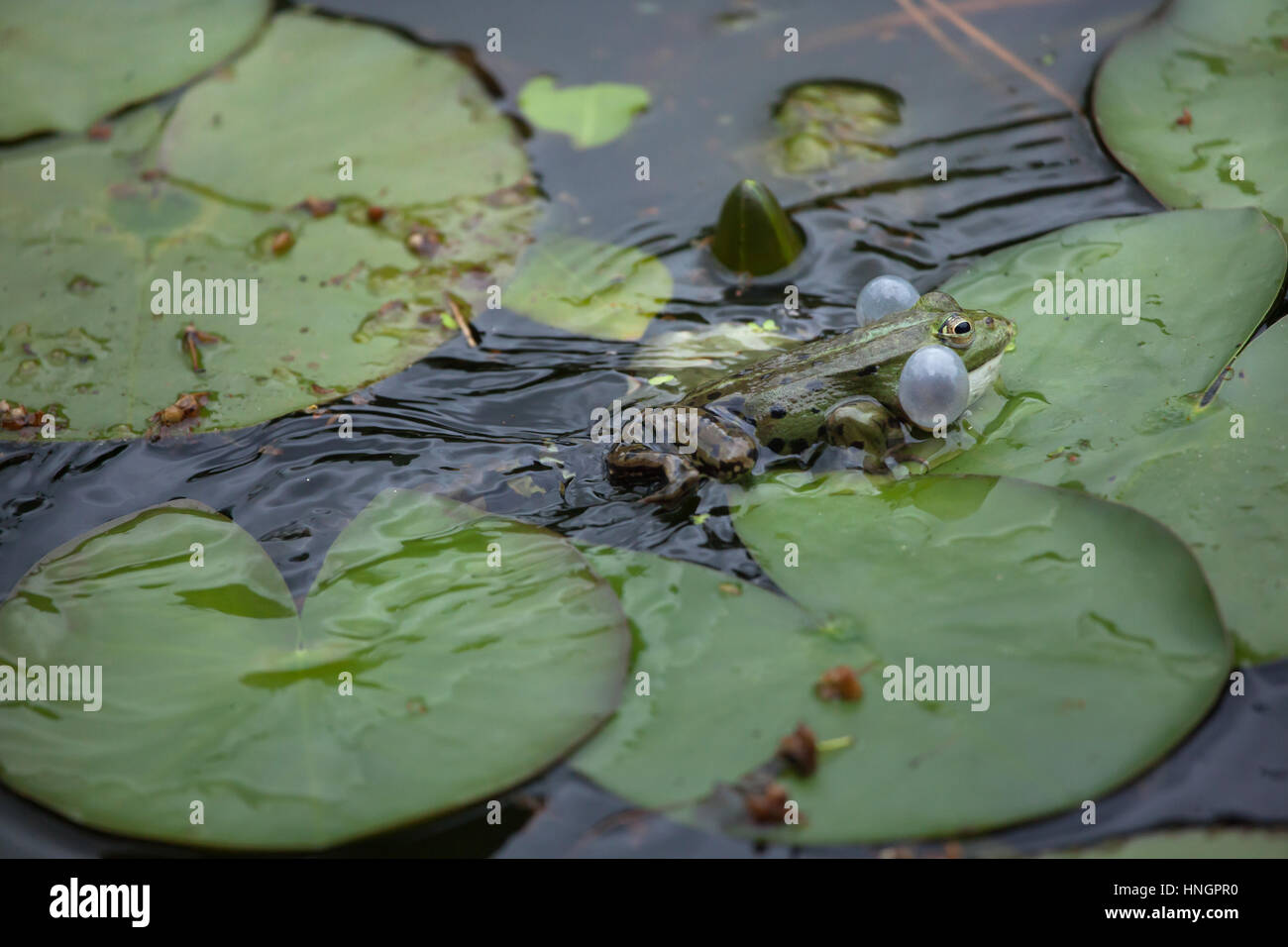 Grenouille des marais (Pelophylax ridibundus). Banque D'Images