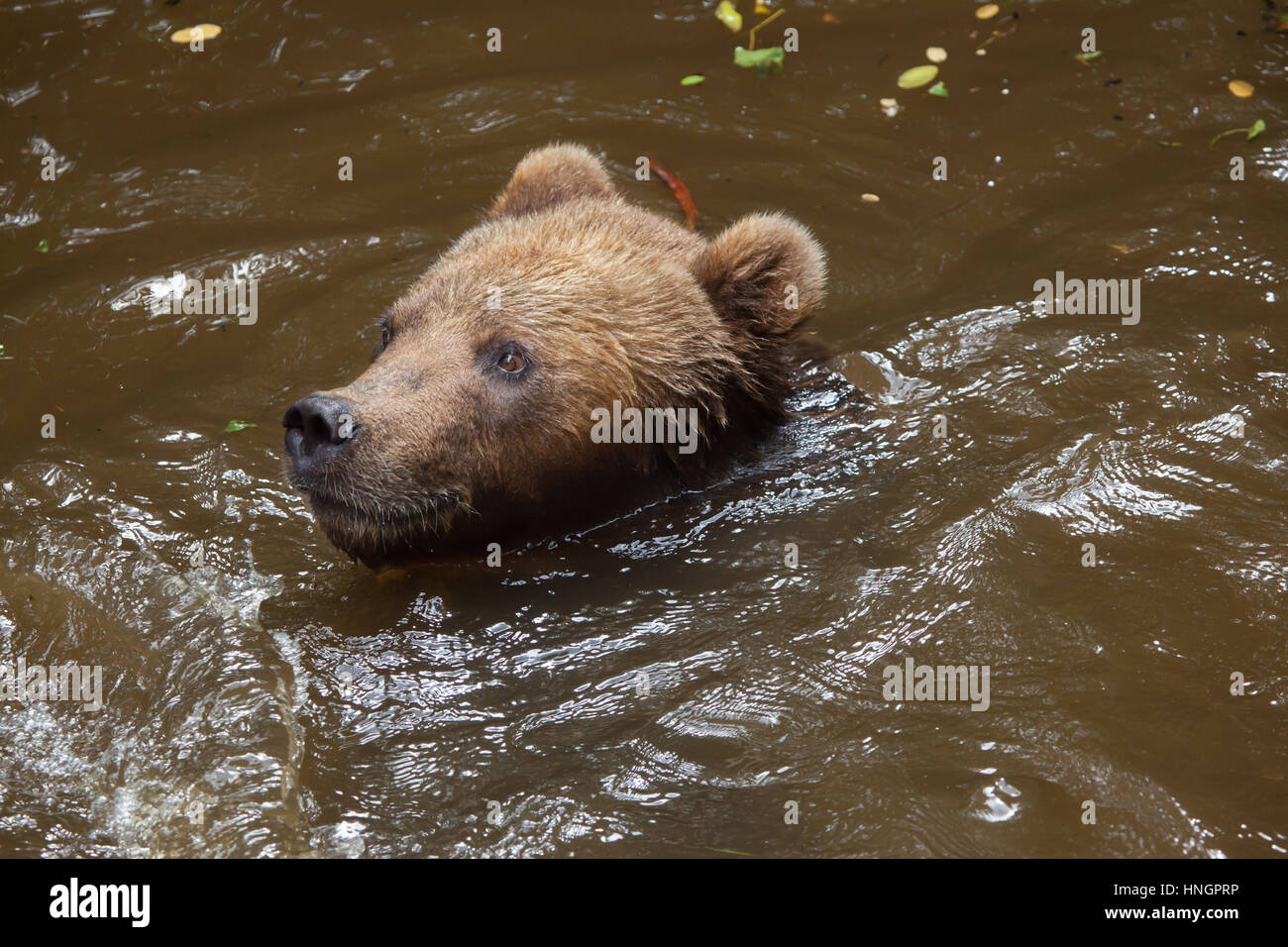 Kamchatka (ours brun Ursus arctos beringianus), également connu sous le nom de l'Extrême Est de l'ours brun de la baignade à la Fleche Zoo dans la vallée de la Loire, France. Banque D'Images