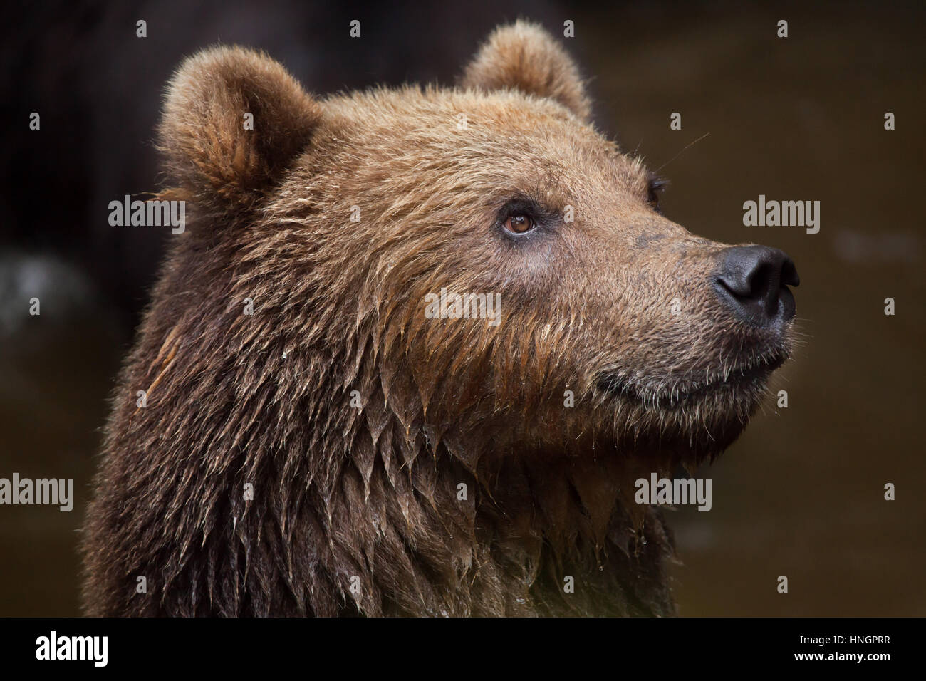 Kamchatka (ours brun Ursus arctos beringianus), également connu sous le nom de l'Extrême Est de l'ours brun. Banque D'Images