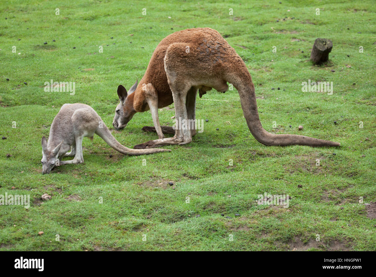 Kangourou rouge (Macropus rufus). Banque D'Images