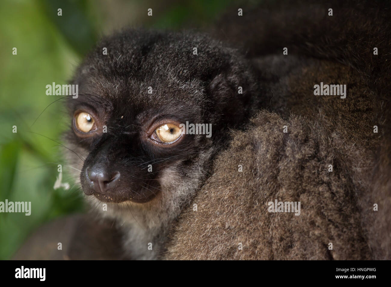 Brown Lemur Banque D Image Et Photos Page 8 Alamy Brown Lemur Banque D Image Et Photos Page 8 Alamy