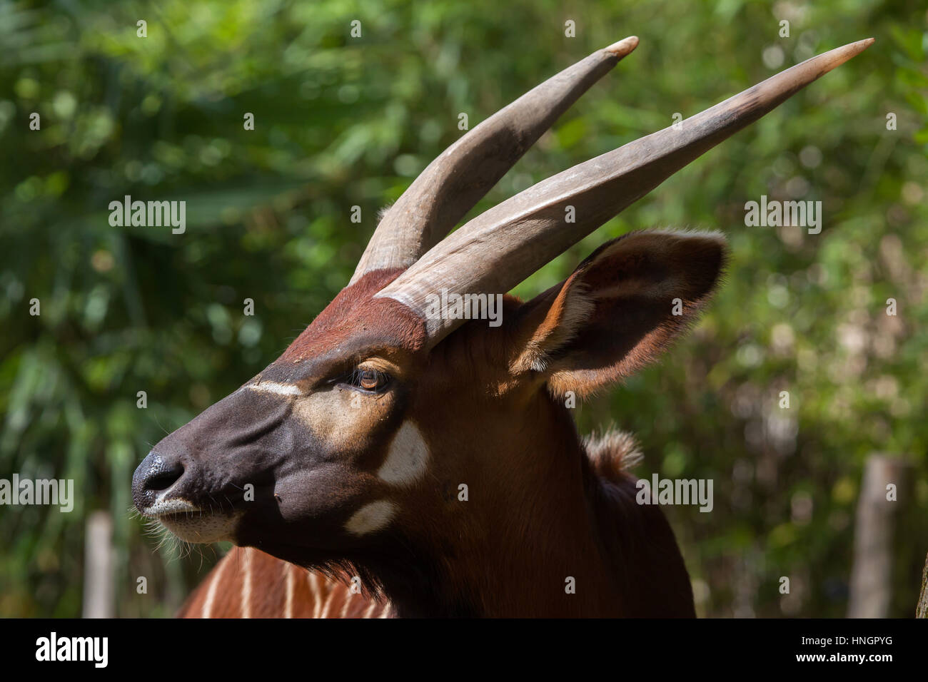 Bongo (Tragelaphus eurycerus orientale isaaci), également connu sous le nom de la montagne bongo. Banque D'Images