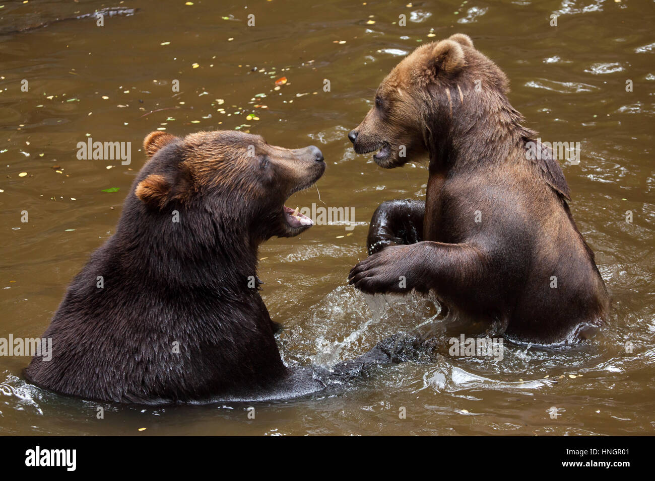 L'ours brun du Kamtchatka (Ursus arctos beringianus), également connu sous le nom de l'Extrême Est de la lutte contre l'ours brun dans l'eau à la Fleche Zoo dans la vallée de la Loire, France. Banque D'Images