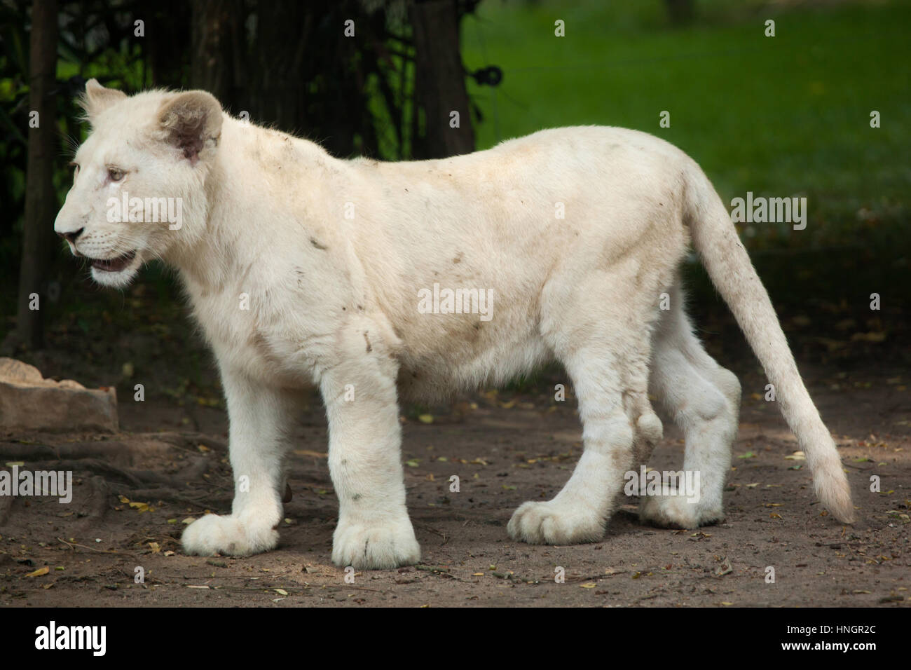 White Lion cub au Zoo de La Flèche, dans la vallée de la Loire, France. Le lion blanc est une mutation de couleur du Transvaal lion (Panthera leo krugeri), également connu sous le nom de lion en Afrique du Sud-est du Kalahari ou lion. Deux lionceaux blancs sont nés le 2 décembre 2015. Banque D'Images