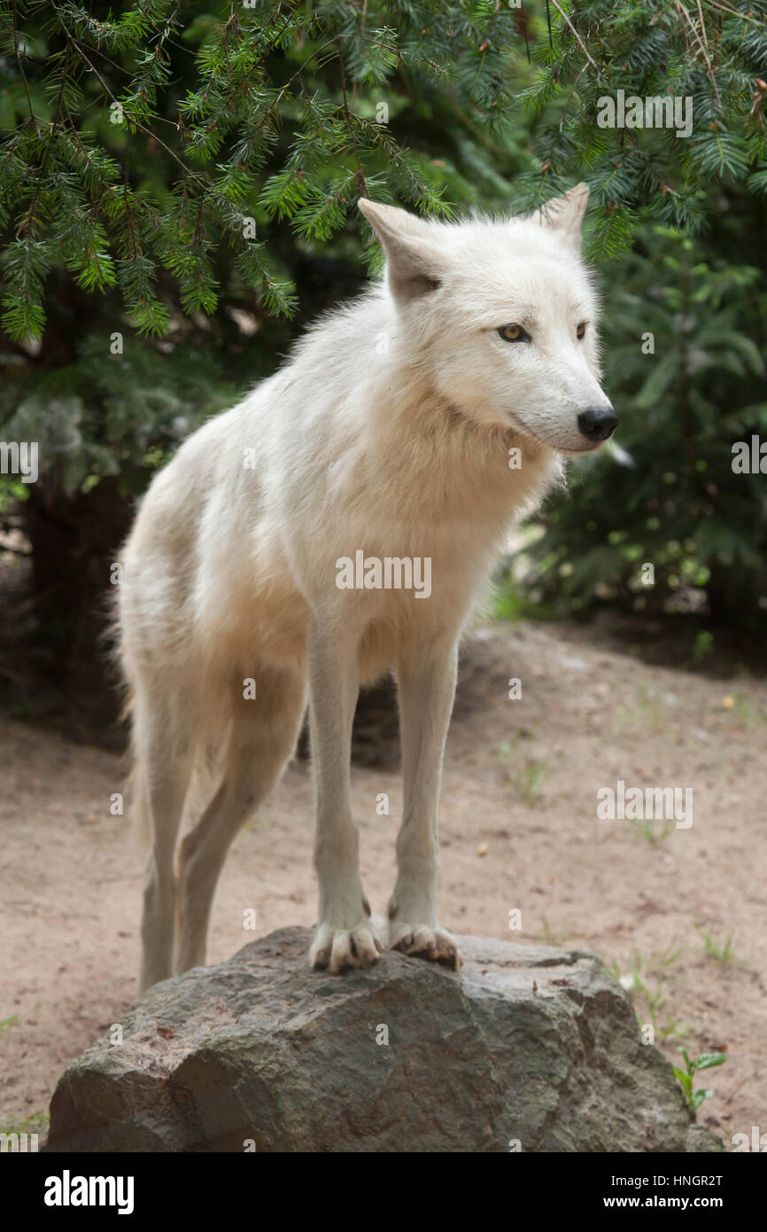Le loup arctique (Canis lupus arctos), également connu sous le nom de l'île Melville au loup. Banque D'Images