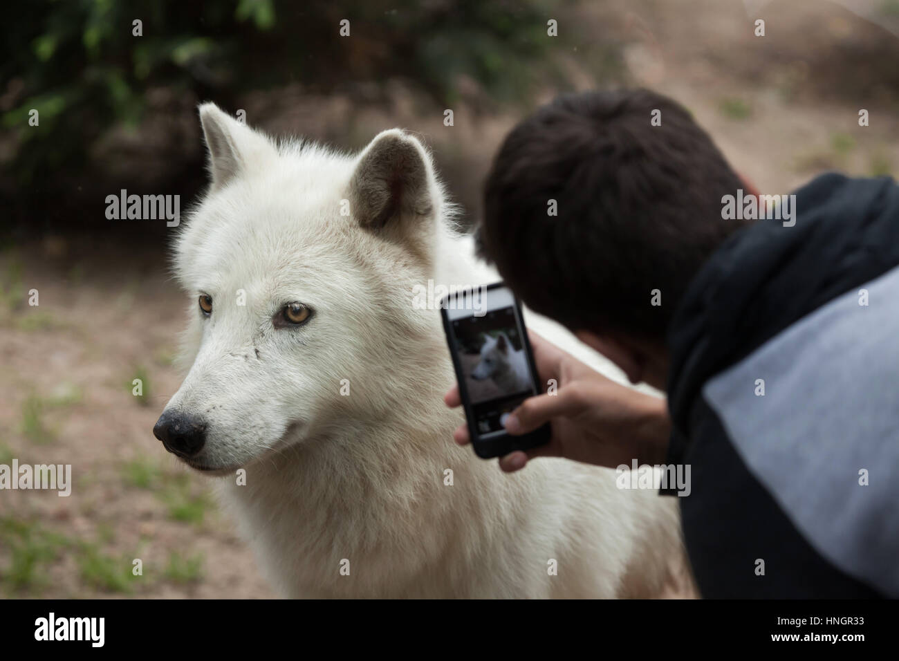 Visiteur utilise un smartphone pour photographier le loup arctique (Canis lupus arctos), également connu sous le nom de l'île Melville wolf à La Fleche Zoo dans la vallée de la Loire, France. Banque D'Images