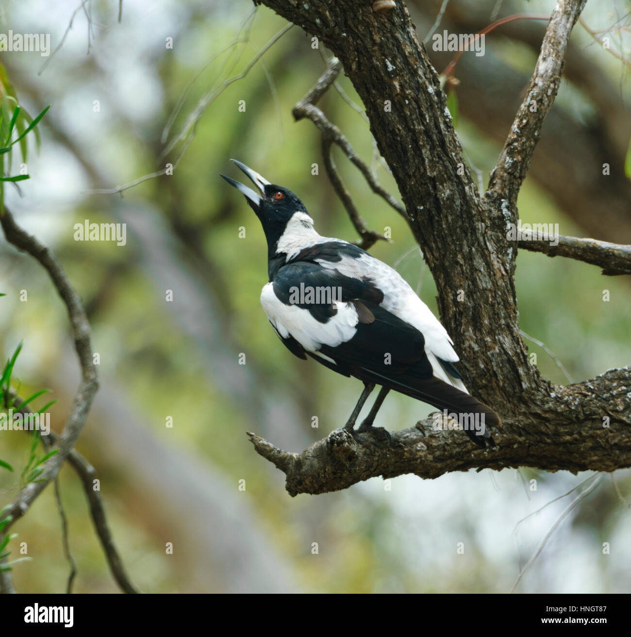 Cassican Flûteur (Cracticus Hattah Kulkyne tibicen), National Park, Victoria, Victoria, Australie Banque D'Images