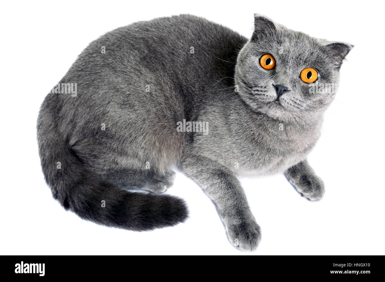 Race De Chat Gris Scottish Fold Mensonges Et A Soigneusement A Partir De La Base L Objet D Isolement Sur Un Fond Blanc Photo Stock Alamy Race De Chat Gris Scottish Fold Mensonges Et A Soigneusement A Partir De La Base L Objet D Isolement Sur Un Fond Blanc Photo Stock Alamy