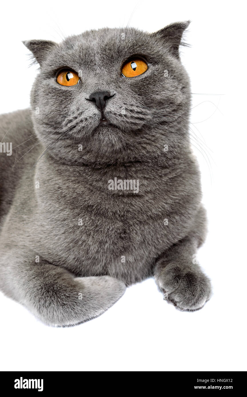 Race De Chat Scottish Fold Gris Et Se Trouve En Haut L Objet D Isolement Sur Un Fond Blanc Close Up Photo Stock Alamy Race De Chat Scottish Fold Gris Et Se Trouve En Haut L Objet D Isolement Sur Un Fond Blanc Close Up Photo Stock Alamy