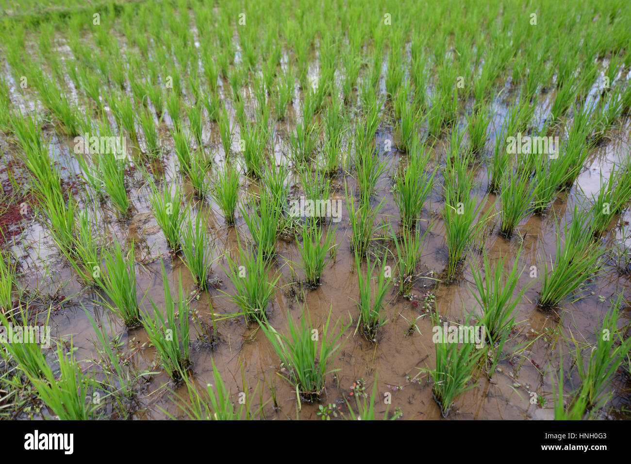 Le riz paddy, Bevato, Tsiroanomandidy district, région Bongolava, Madagascar Banque D'Images