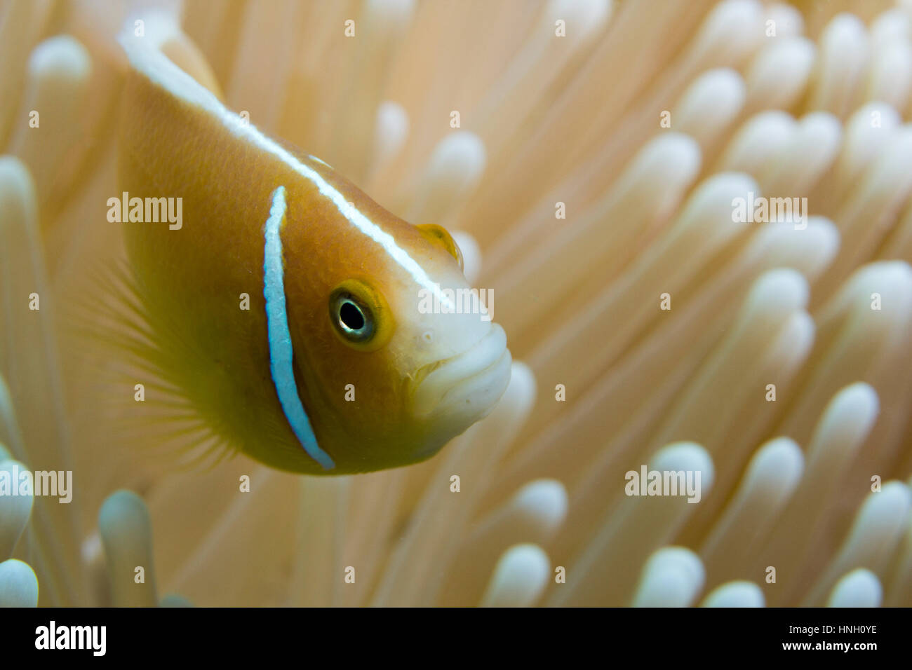 Les poissons clowns (Amphiprion Orange sandaracinos), défendre ses récifs, Grande Barrière de Corail, Queensland, Australie Banque D'Images