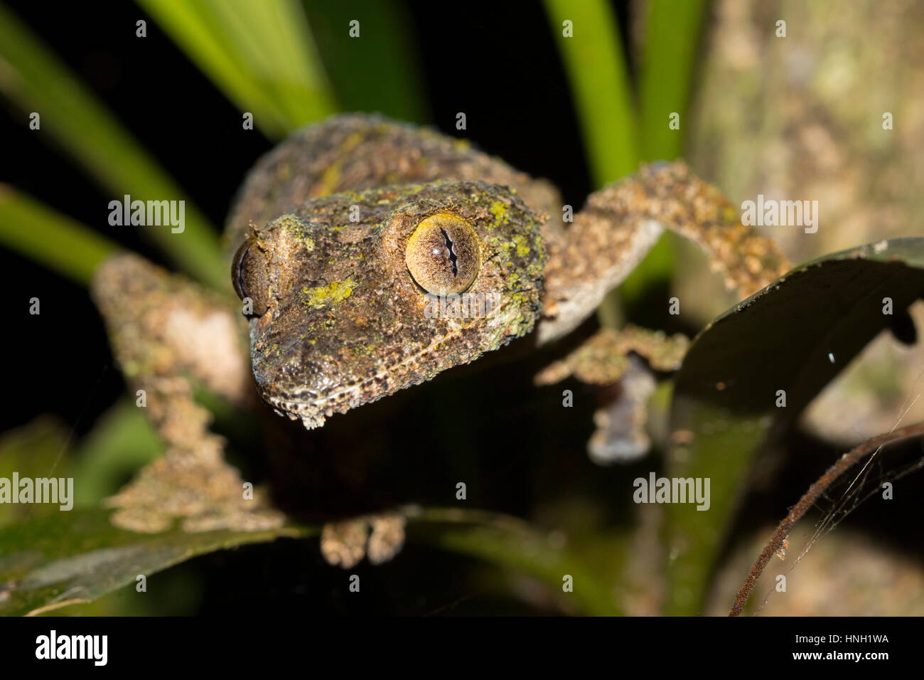 Gecko à queue de feuille moussus (Uroplatus sikorae) sur les feuilles, les femmes, dans la forêt d'Andasibe, est de Madagascar, Madagascar Banque D'Images