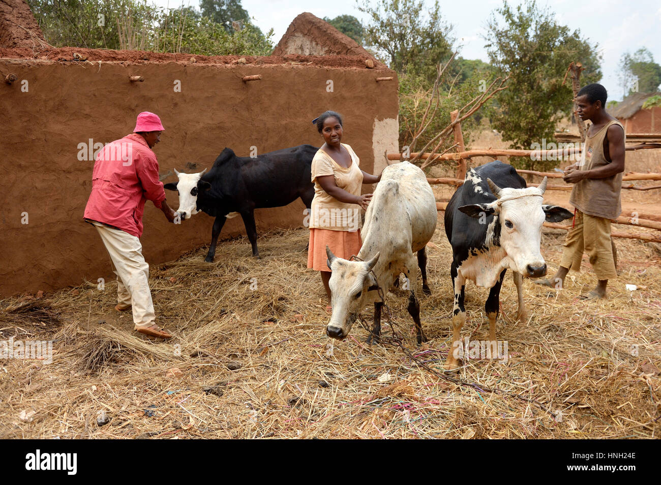Les agriculteurs, avec des vaches, Analakely, Tanambao village commune, Tsiroanomandidy, district de la région Bongolava, Madagascar Banque D'Images