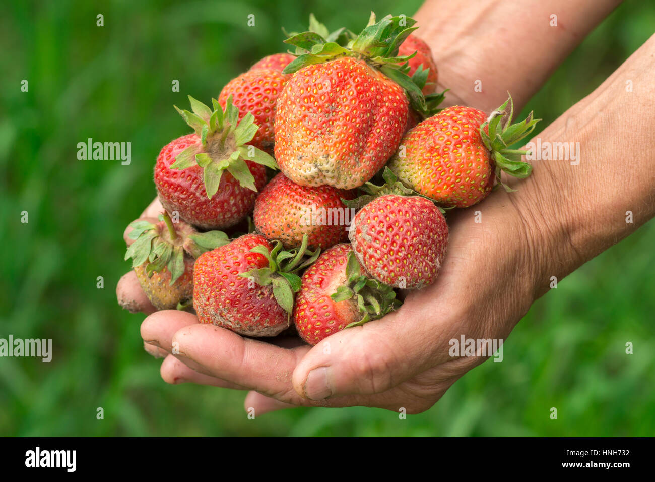 Fraise à la main. Mains jardinier. Le travail et porté de mains. Agriculteur avec fraise fraîchement Banque D'Images