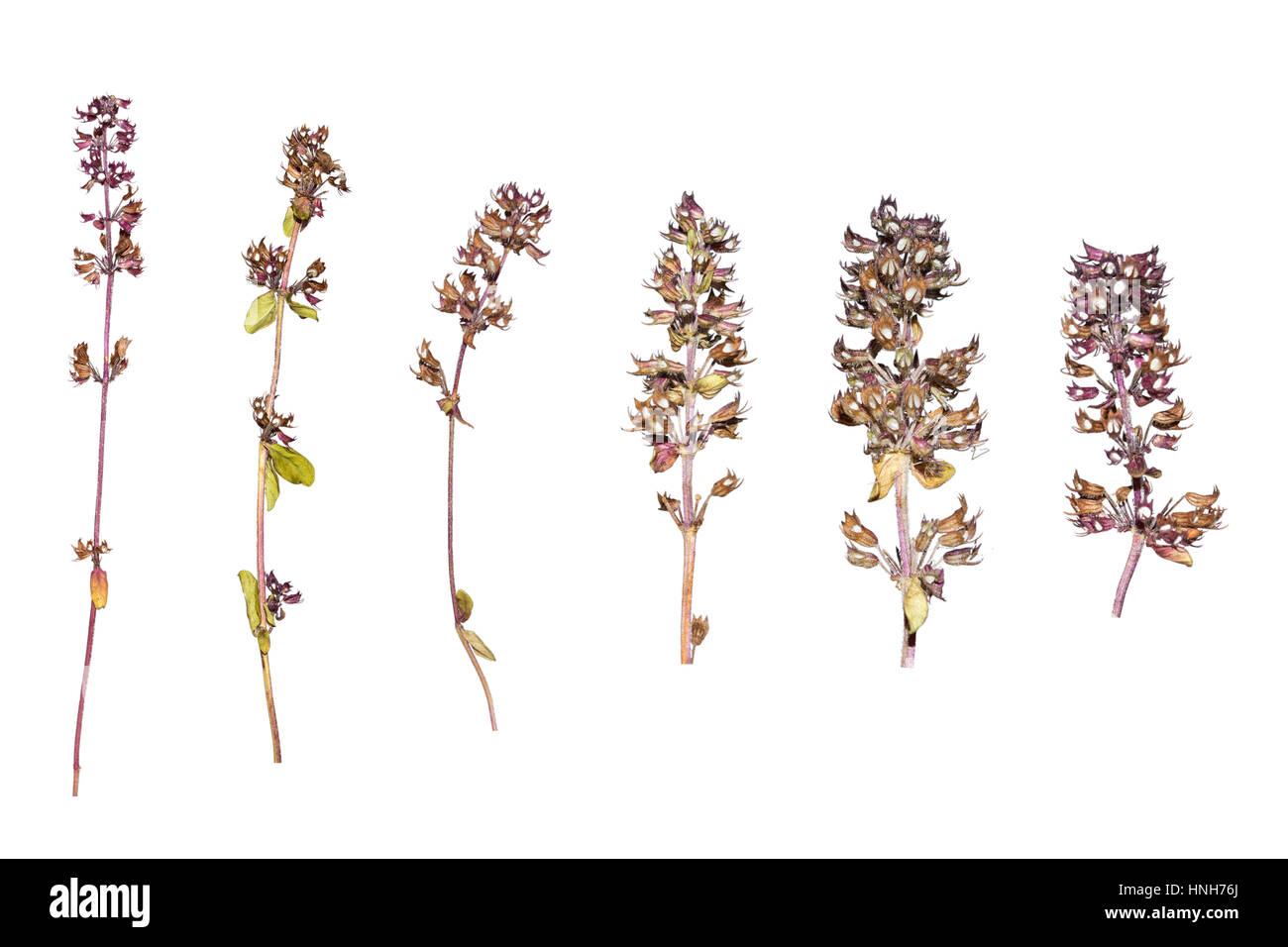Calluna fleur. Herbier de fleurs bleues. D'herbes séchées. Fleurs de Printemps sauvage. Éléments pour le scrapbooking Banque D'Images