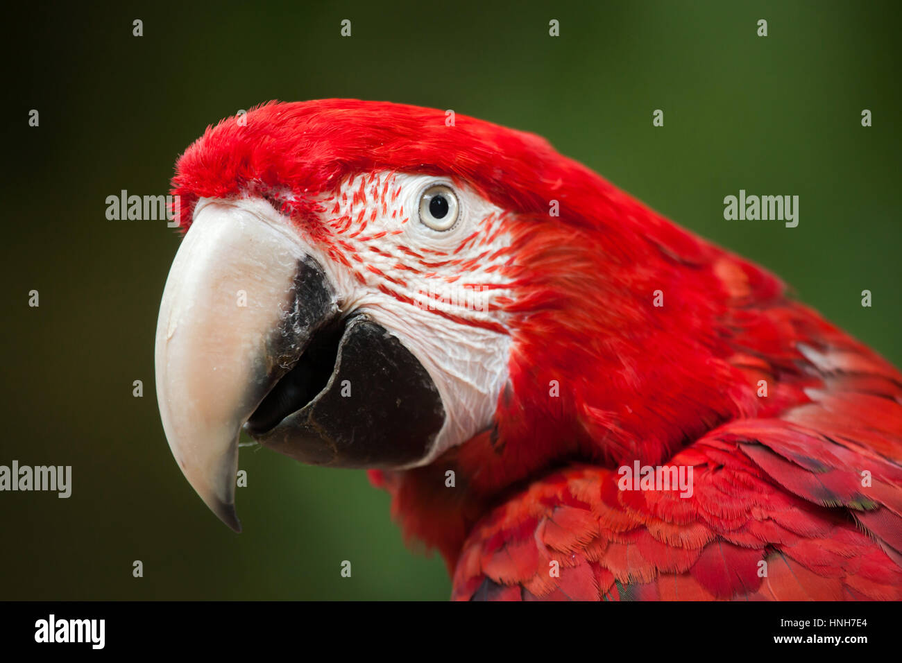 Green-winged macaw (Ara chloropterus), également connu sous le nom de red-et-ara vert. Banque D'Images