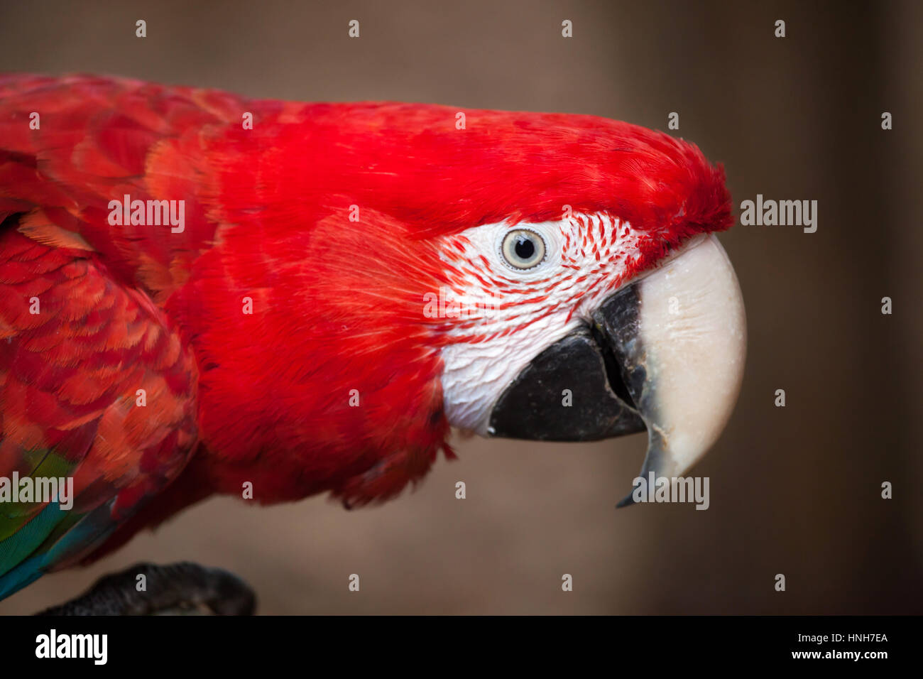 Green-winged macaw (Ara chloropterus), également connu sous le nom de red-et-ara vert. Banque D'Images