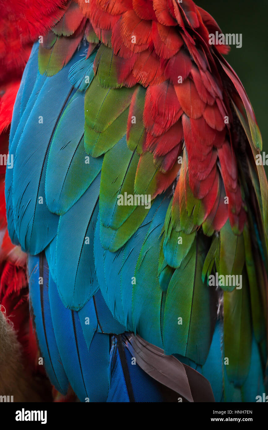 Green-winged macaw (Ara chloropterus), également connu sous le nom de red-et-ara vert. La texture du plumage. Banque D'Images