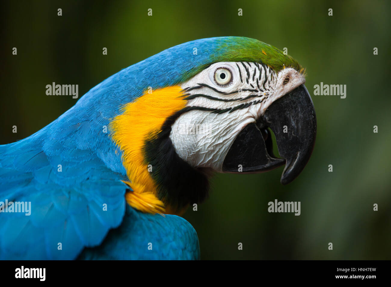 Blue-and-yellow macaw (Ara ararauna), également connu sous le nom de bleu et or ara. Banque D'Images Blue-and-yellow macaw (Ara ararauna), également connu sous le nom de bleu et or ara. Banque D'Images