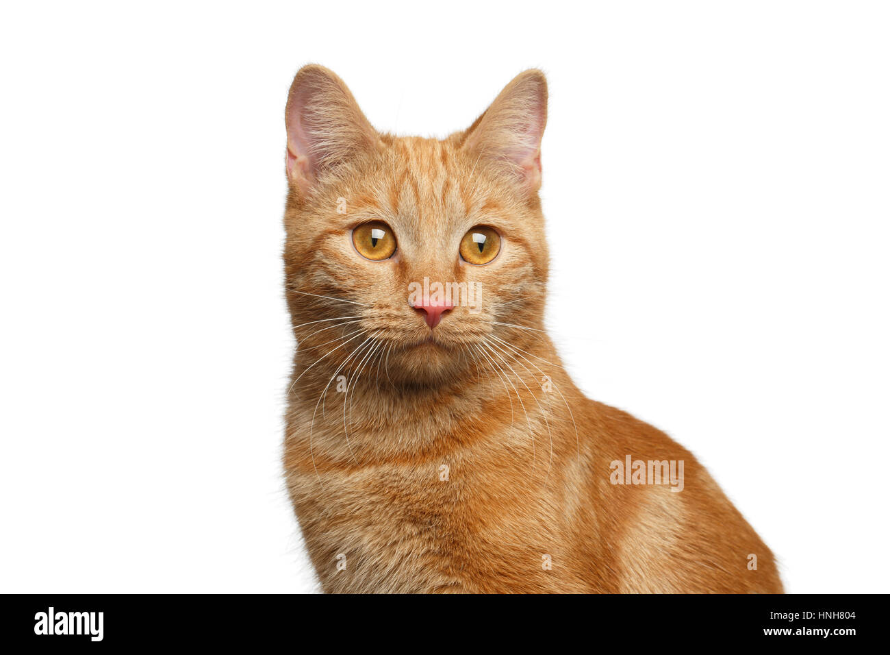 Portrait de Gingembre Cat isolées sur fond blanc, de face Banque D'Images