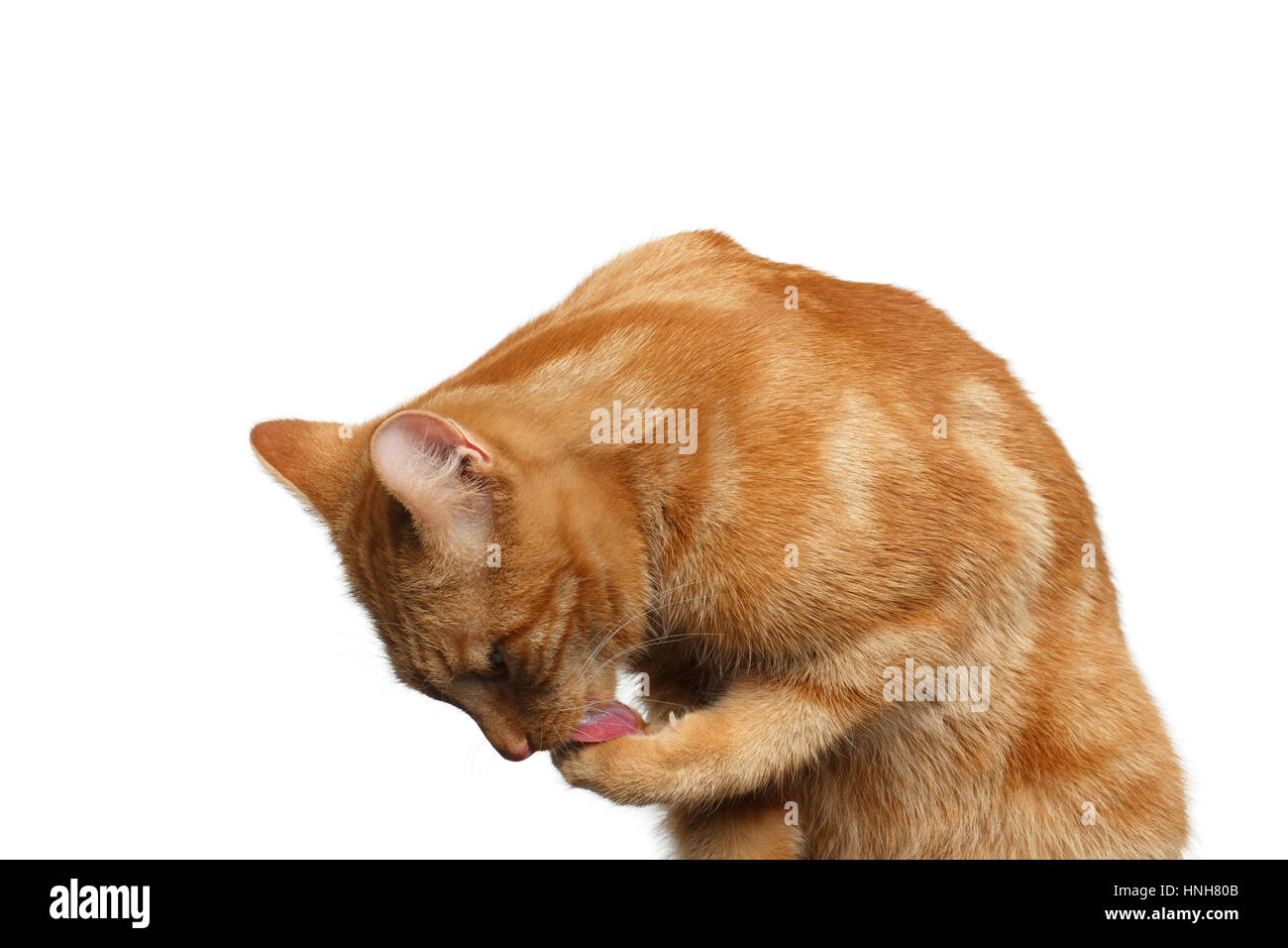 Patte De Chat Qui Leche Banque D Images Detourees Alamy