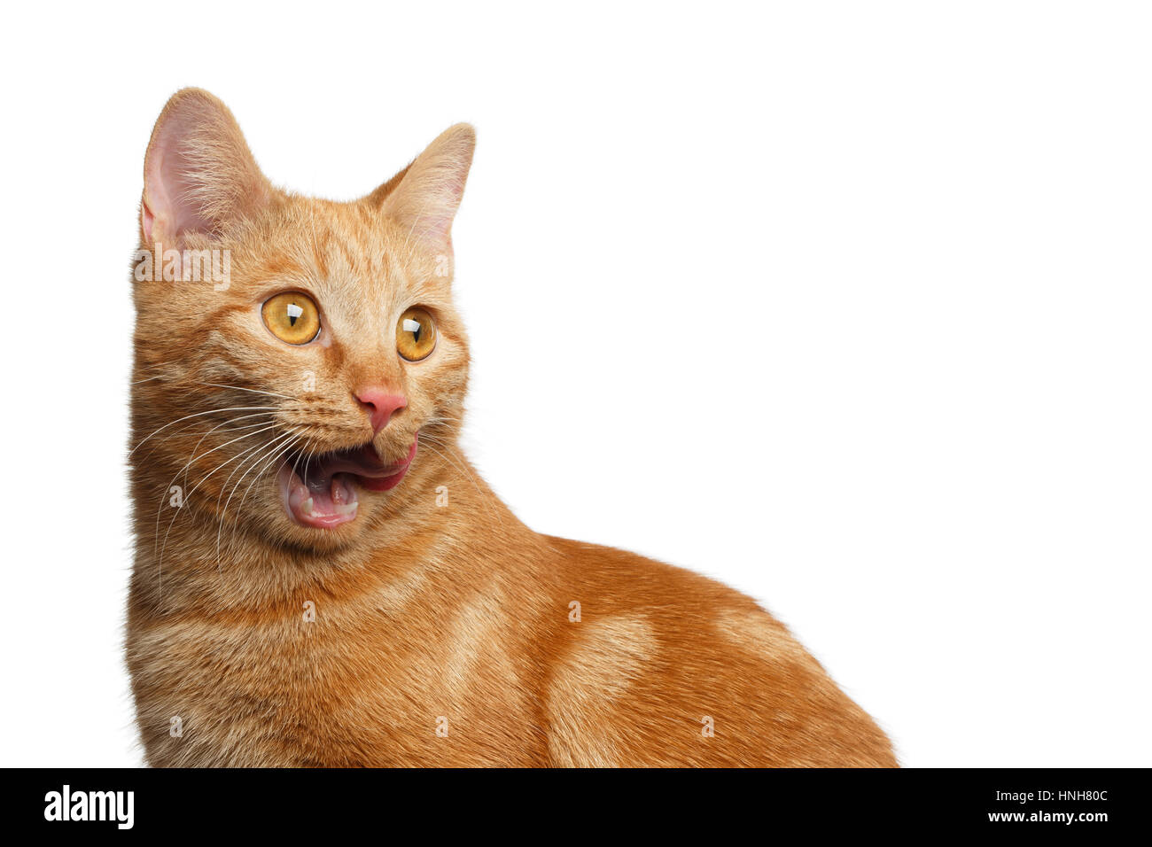 Portrait de Gingembre Cat surpris, bouche ouverte sur un fond blanc, side view Banque D'Images