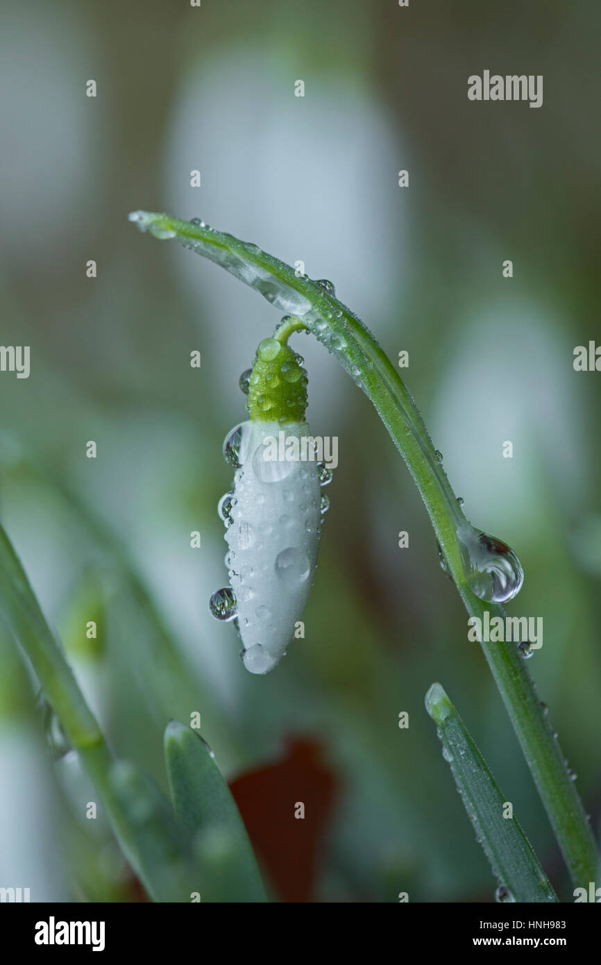 Couvert de rosée, Gallanthus perce-neige les fleurs. Banque D'Images