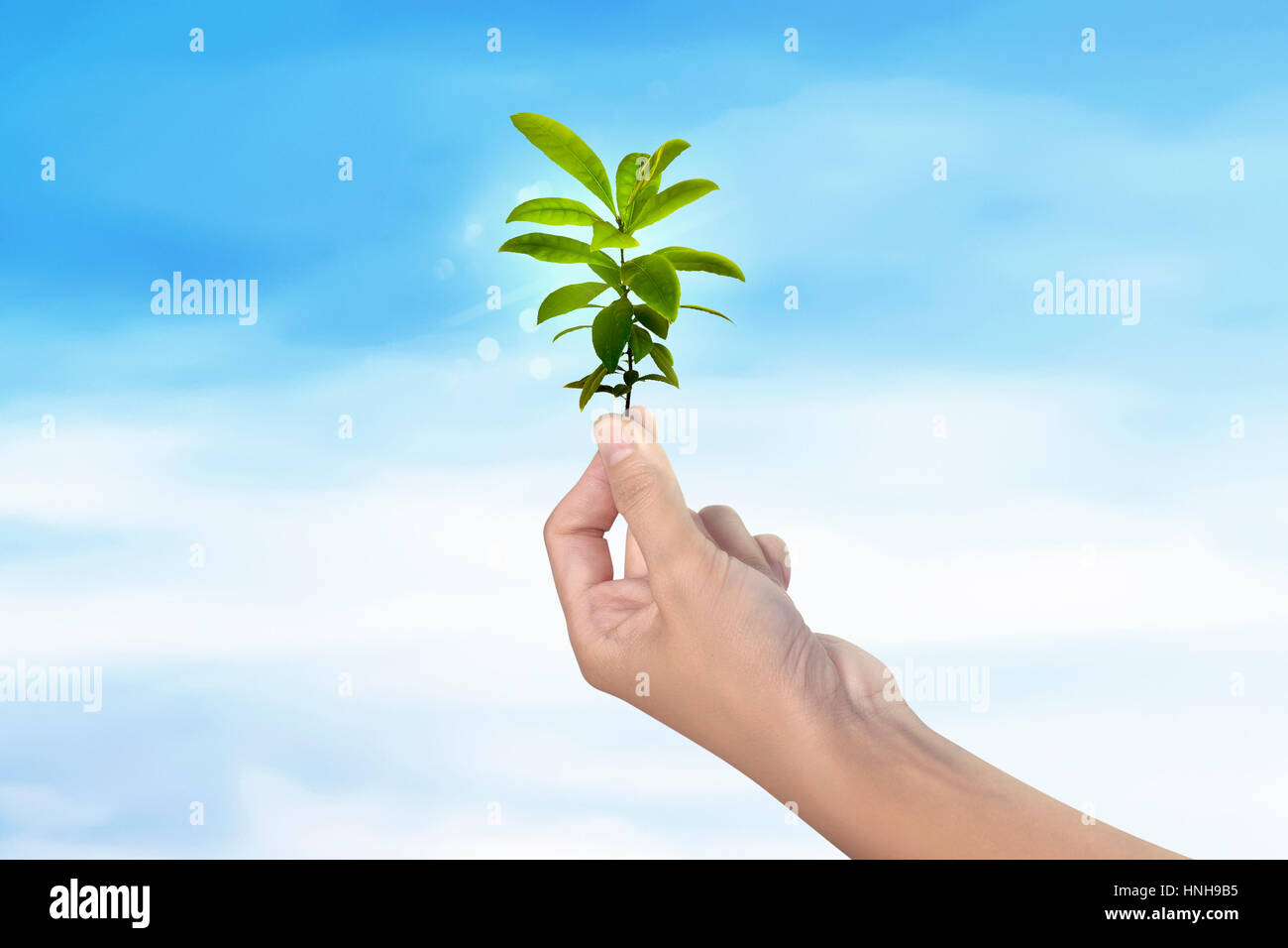 Personnes hand holding plante verte sur fond de ciel Banque D'Images