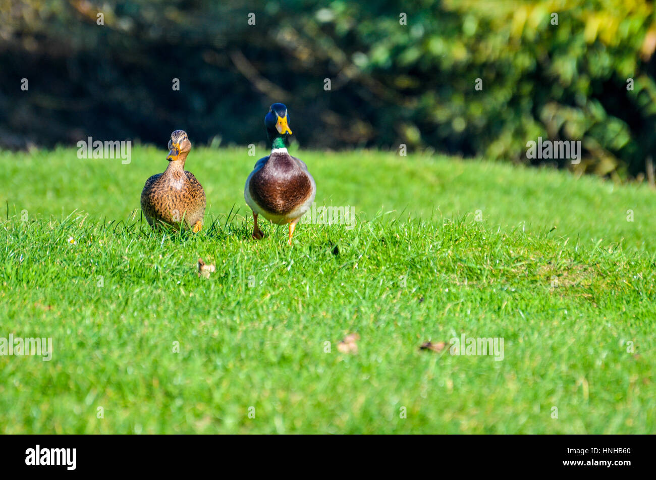 Canards à marcher ensemble dans l'herbe Banque D'Images