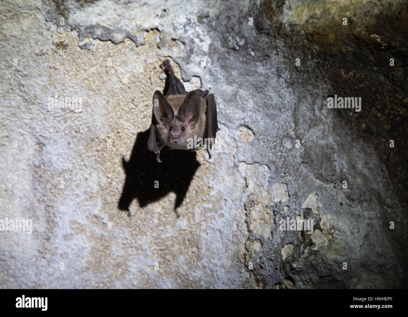 Waterhouse's Leaf-nosed Bat Banque D'Images