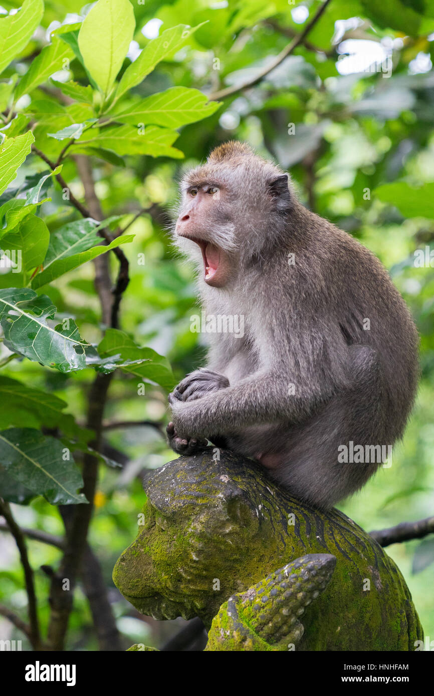 Le bâillement singe à longue queue sur une statue de singe à Ubud, Bali, Indonésie Banque D'Images