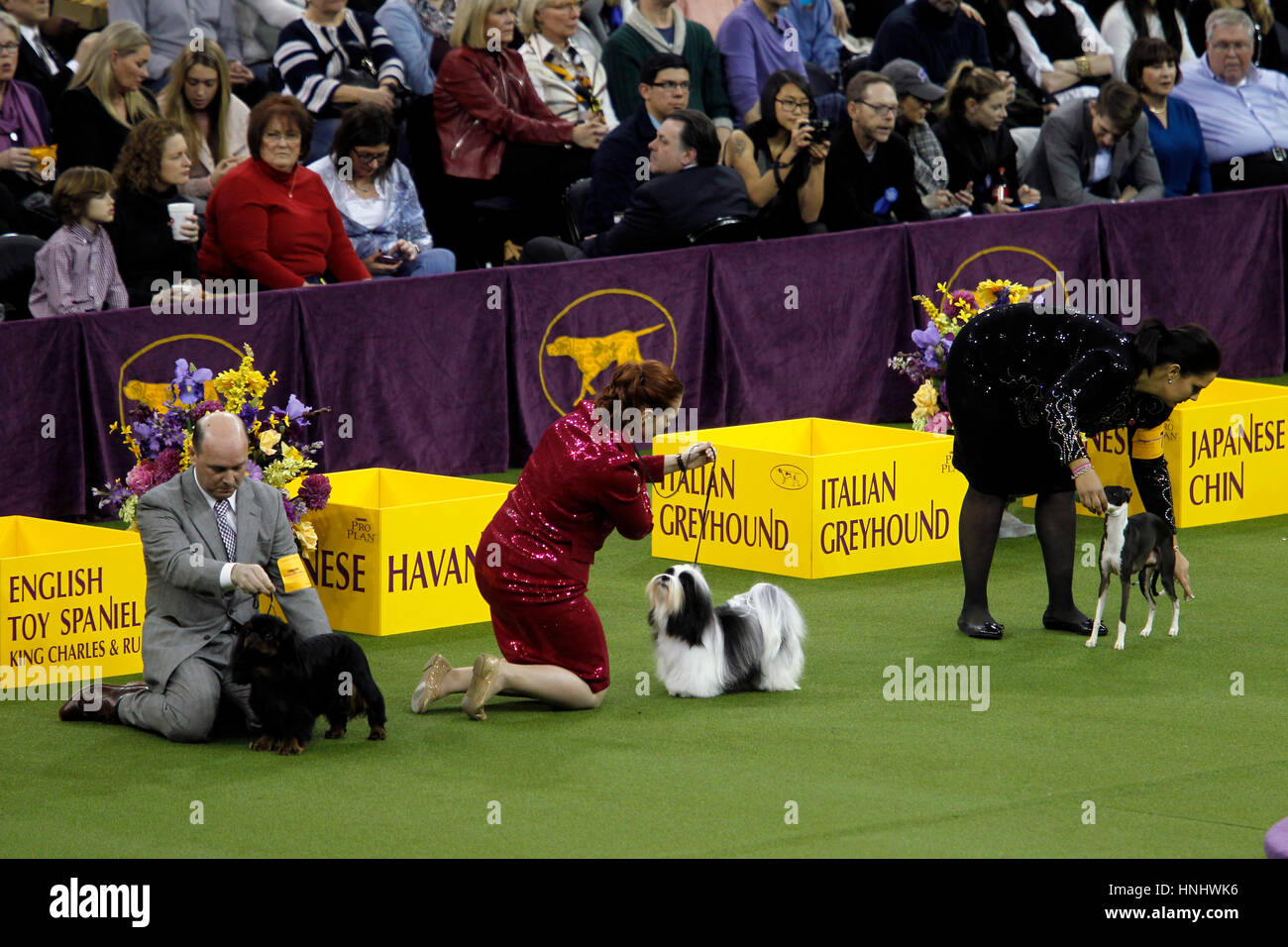 New York, 13 février 2017. Les propriétaires ont tendance à leurs chiens au cours de la concurrence dans la division jouets lors de la 141e assemblée annuelle Westminster Dog Show au Madison Square Garden de New York le 13 février, 2017. Montré ici de gauche à droite sont un Épagneul Toy anglais, un havanais et un lévier italien. Crédit : Adam Stoltman/Alamy Live News Banque D'Images