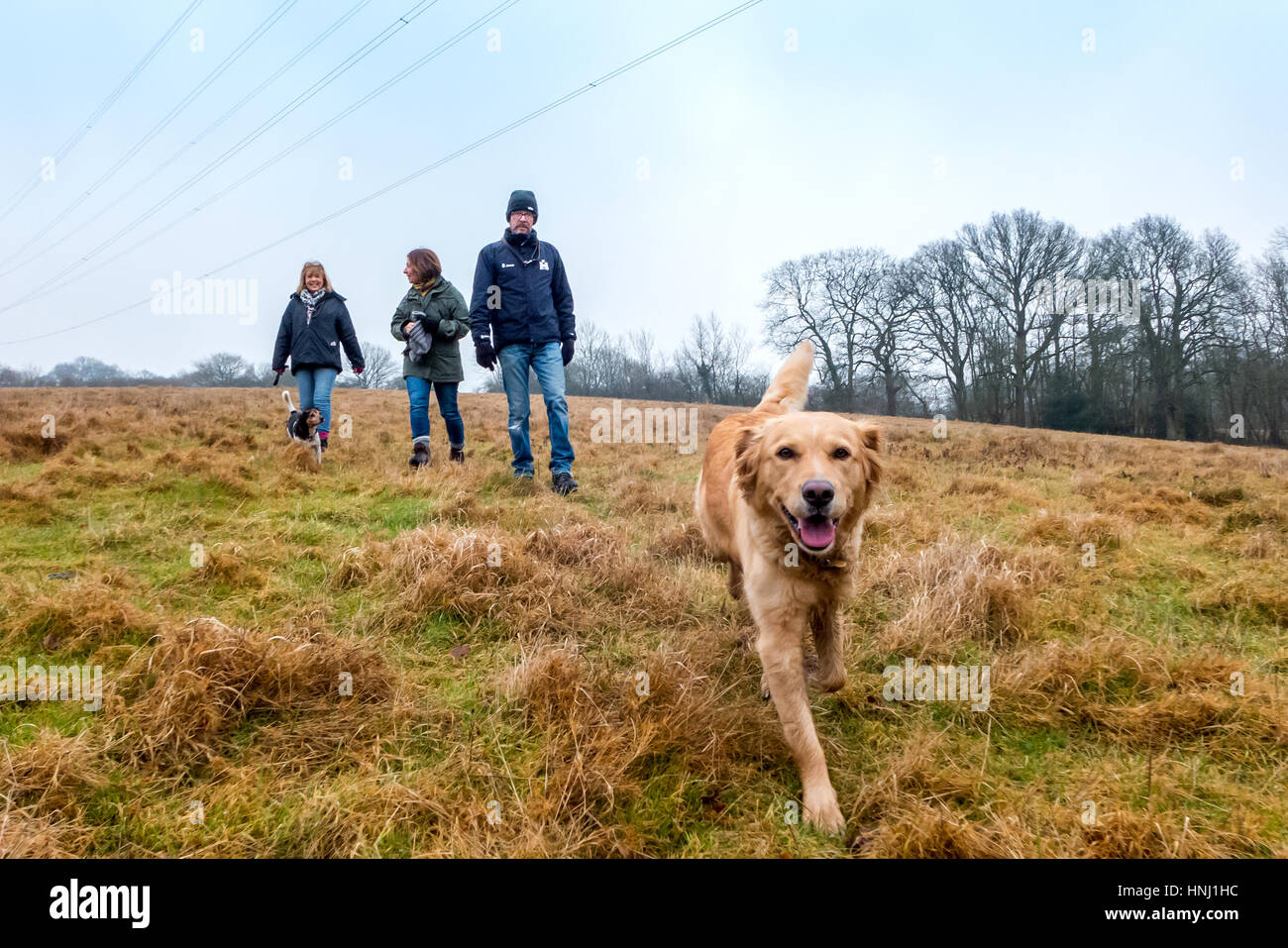 Dimanche après-midi, promenade de chiens à la mi-Sussex. Banque D'Images