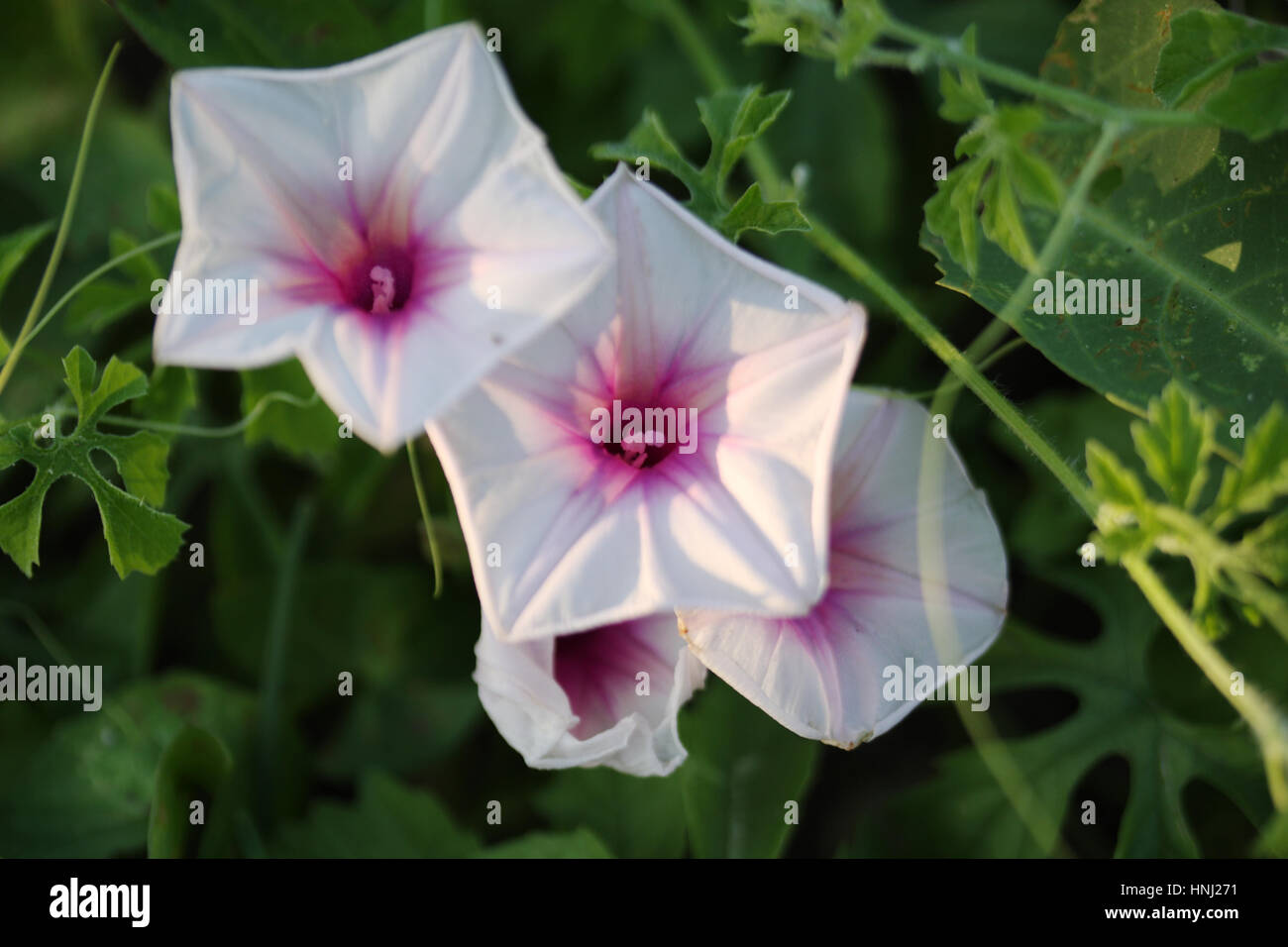 Fleurs d'Ipomoea. Banque D'Images