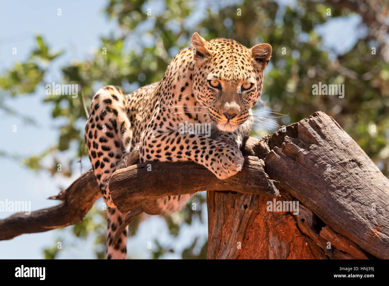 Un léopard au repos dans une position surélevée, regardant vers le bas en direction de la caméra, en Namibie. Banque D'Images