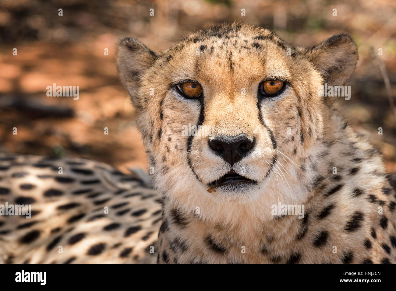 Le visage d'un guépard, fixant la caméra, tout en vous reposant à la Namibie. Banque D'Images