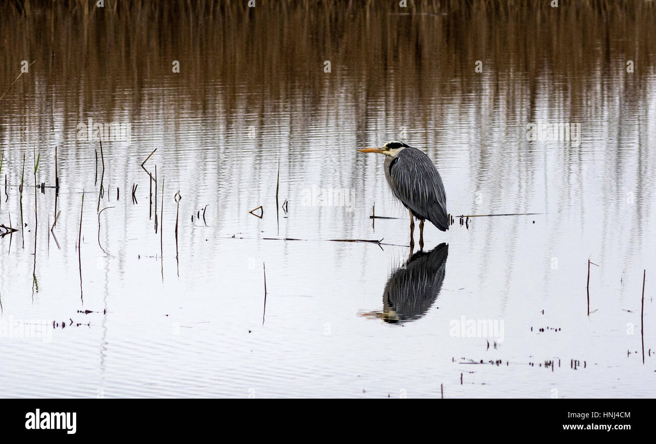 Un héron cendré se trouve dans l'eau à la réserve d'oiseaux RSPB à Marazion, Cornwall Banque D'Images