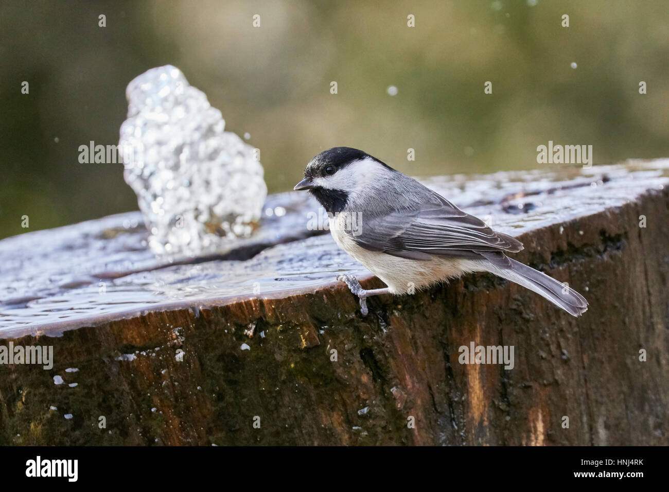Mésange à tête Banque D'Images