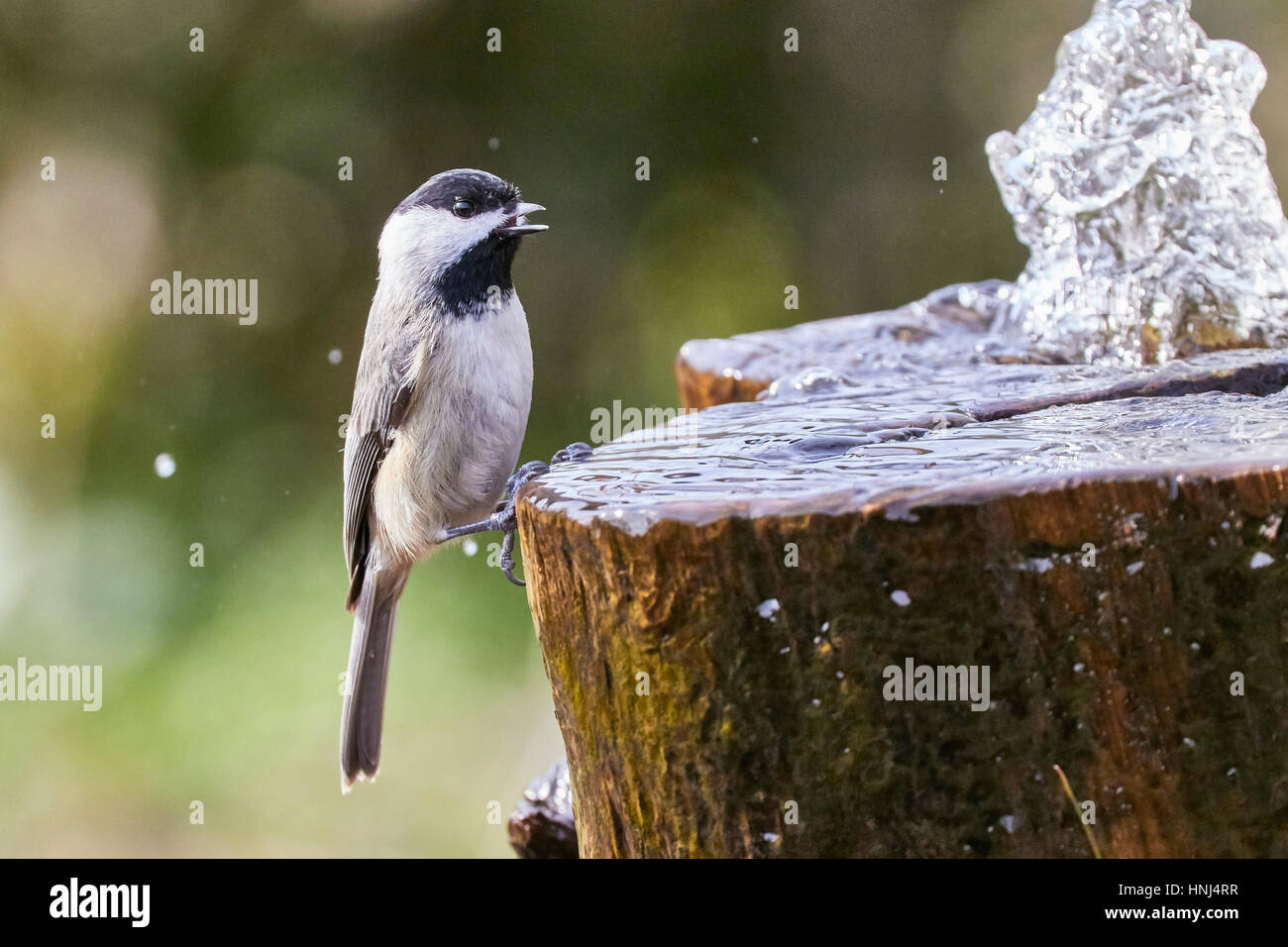 Mésange à tête Banque D'Images