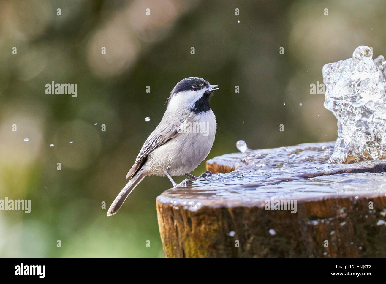 Mésange à tête Banque D'Images