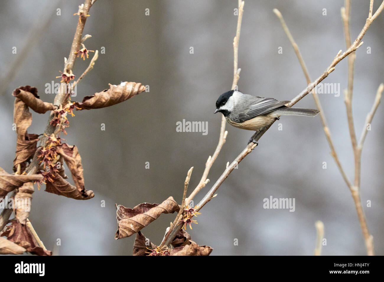Mésange à tête Banque D'Images