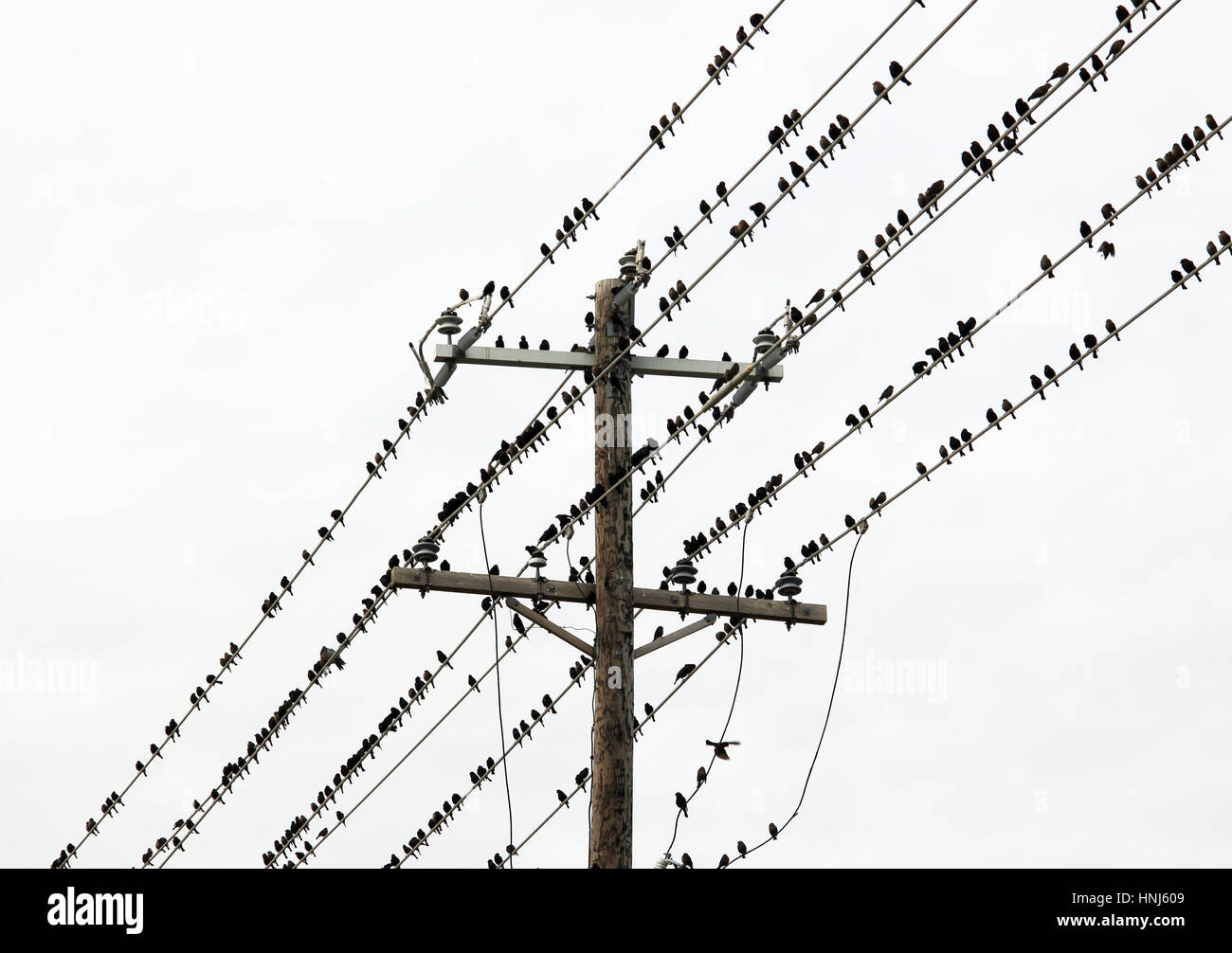Oiseaux sur un fil Banque D'Images