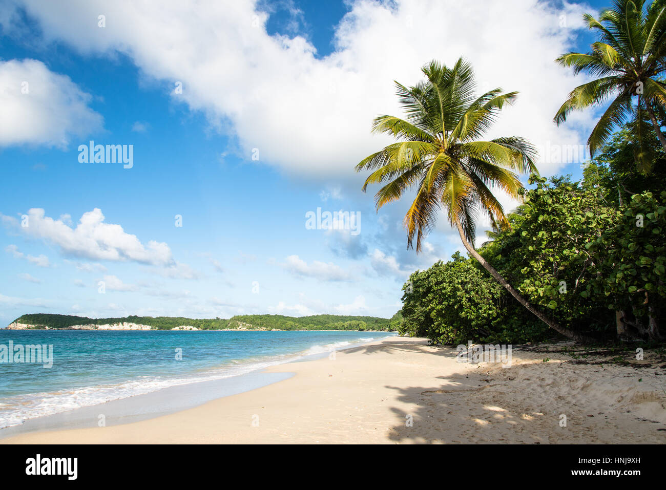 Plage tropicale avec de l'eau turquoise sur Marie-Galante, Guadeloupe Banque D'Images