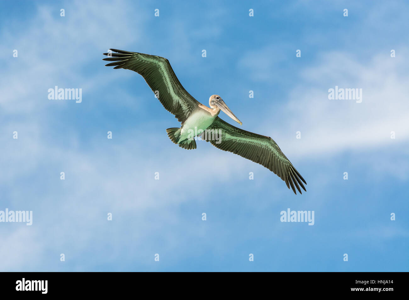 Flying pelican, prêt pour la pêche, la République Dominicaine Banque D'Images