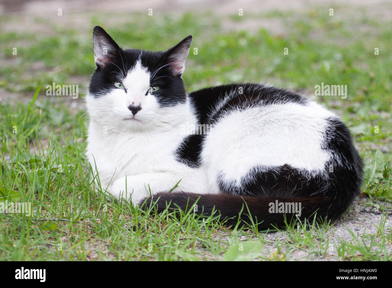 Chat noir et blanc avec des yeux verts à l'extérieur sur la pelouse Banque D'Images