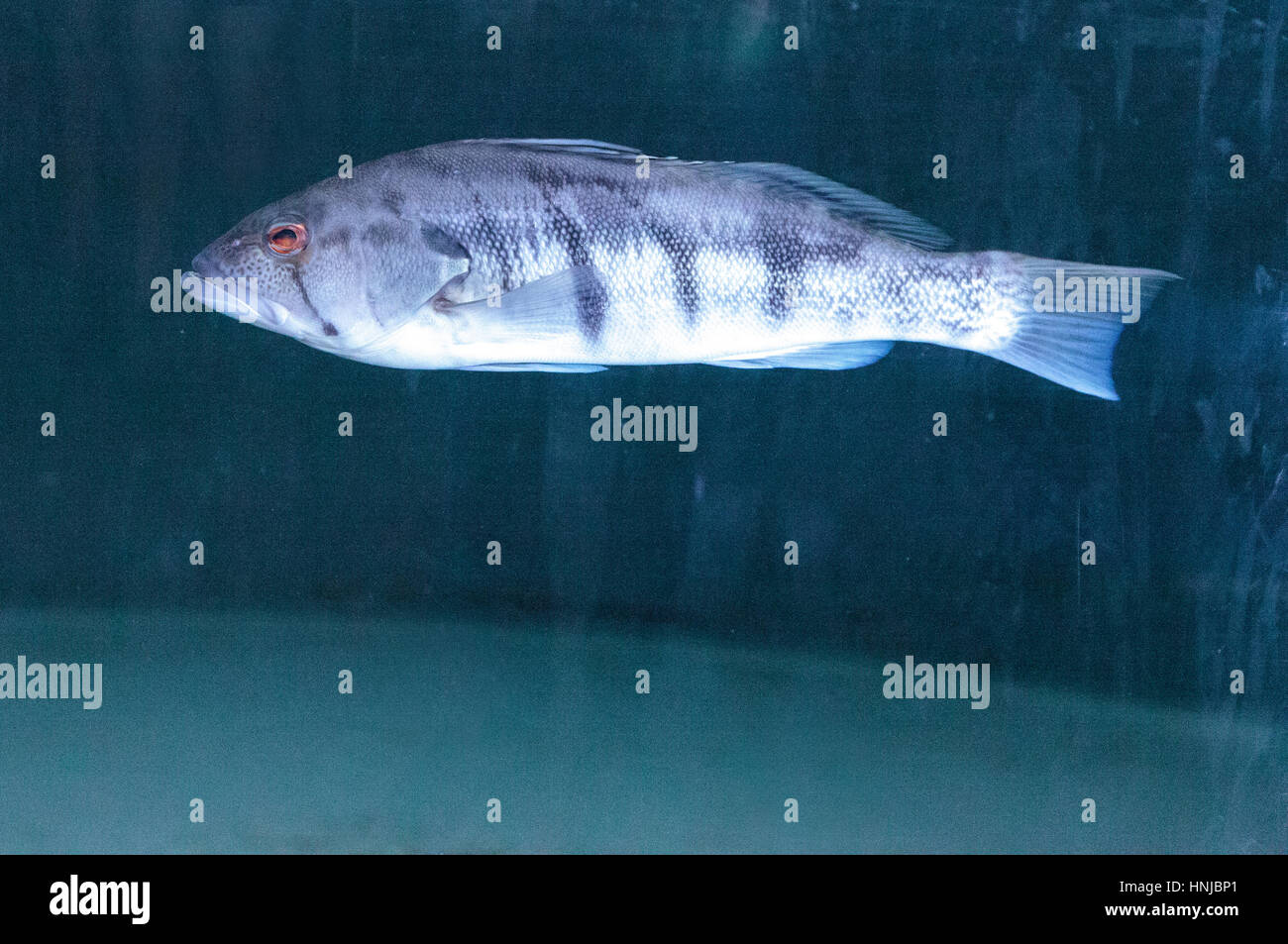 Paralabrax nebulifer basse sable barré se trouve dans l'océan Pacifique au large de la côte de Californie Banque D'Images